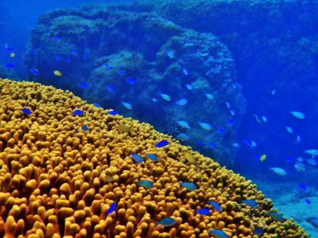 SEA-TOP�г���