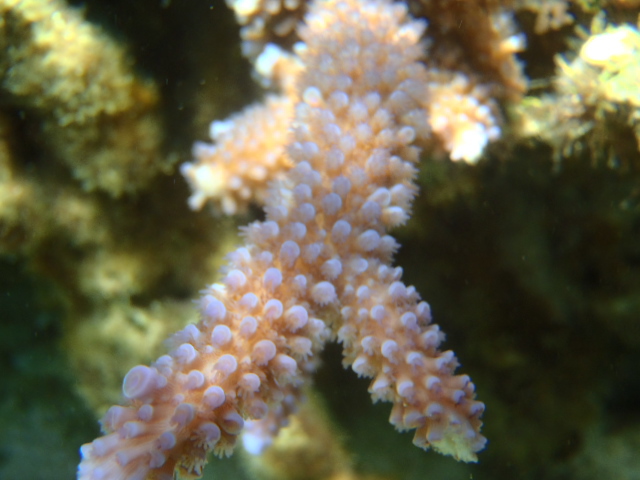 SEA-TOP�г���