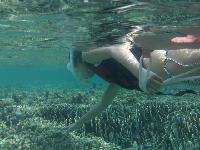 SEA-TOP�г���