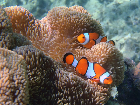 カクレクマノミ